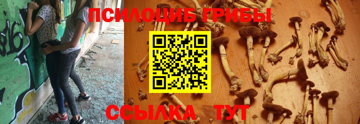 Галлюциногенные грибы Cubensis Бирск